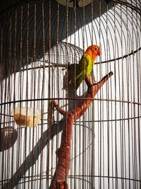 View of bird perching in cage
