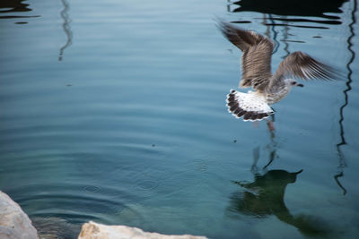 Birds in calm lake