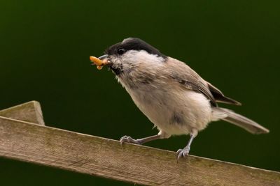 Close-up of carolina chickadee carrying food in mouth