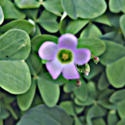 Close-up of purple flowers