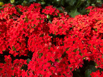 Close-up of red flowering plant