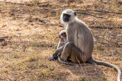 Monkey sitting on wood