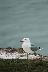 Seagull perching on a beach