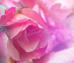 Close-up of pink rose