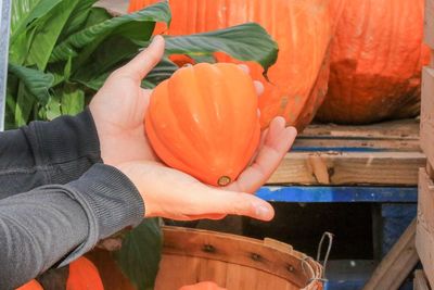 Cropped image of hand holding pumpkin