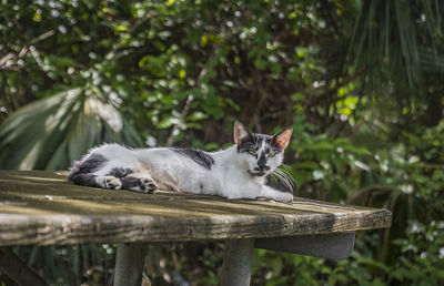 Portrait of cat relaxing outdoors