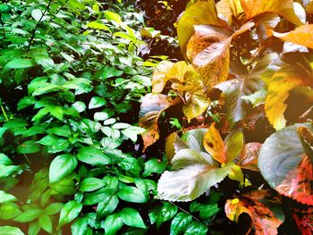 Full frame shot of leaves