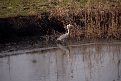 Side view of a bird in water