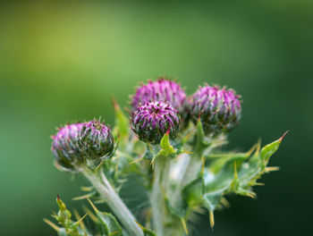 Close-up of thistle flower