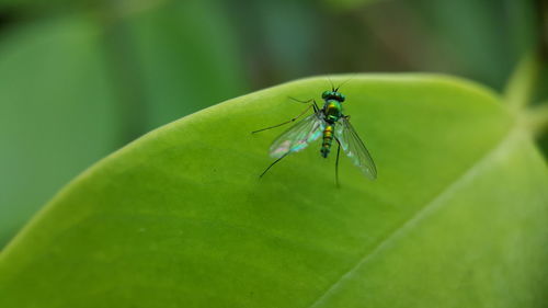 Macro shot of insect on green leaf