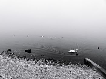 Birds swimming in lake