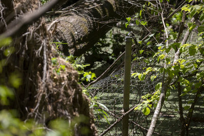 Close-up of trees in forest