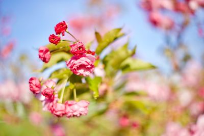 Close-up of pink flowers blooming outdoors