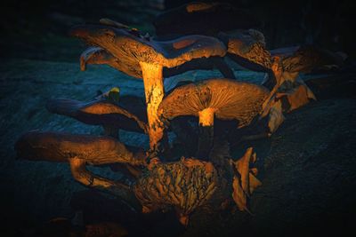 Close-up of dry mushroom growing on rock at night