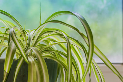 Close-up of palm tree leaves