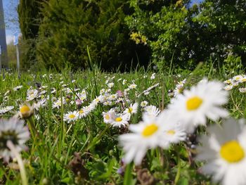 Close-up of white daisy flowers on field