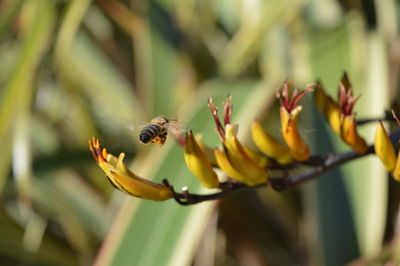 Close-up of bee pollinating on flower