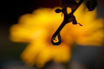 Close-up of wet yellow flower