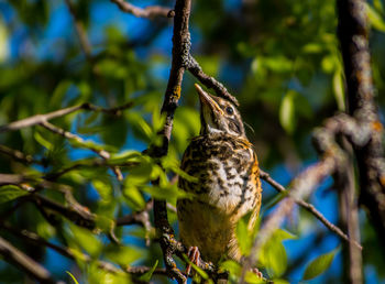 Low angle view of bird perching on trees