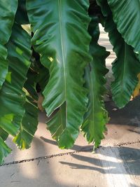 High angle view of leaves on plant during sunny day