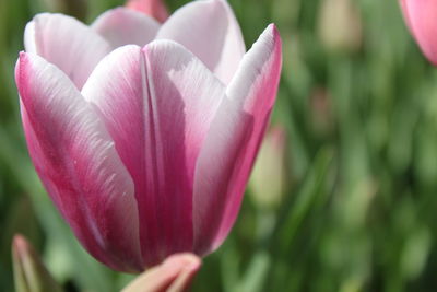 Close-up of pink flower