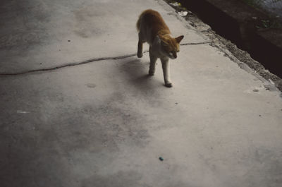 Dog on dirt road