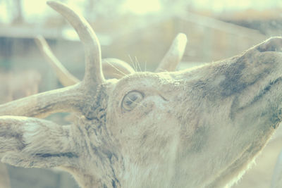 Close-up of deer
