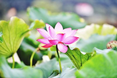 Close-up of pink water lily