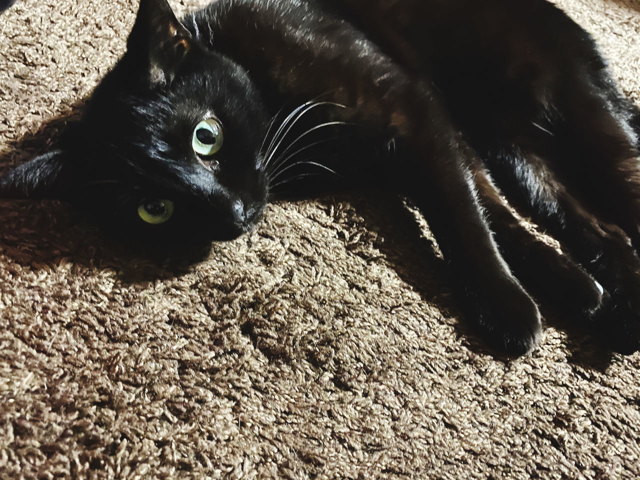 CLOSE-UP PORTRAIT OF BLACK CAT