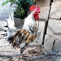 Close-up of rooster