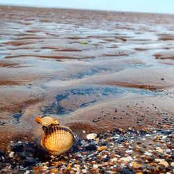 Cockle on beach