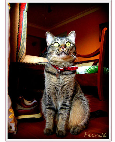 PORTRAIT OF CAT SITTING ON SOFA