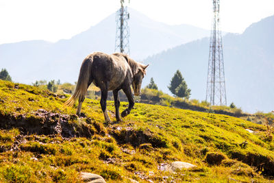 Horse walking on green sunny hill