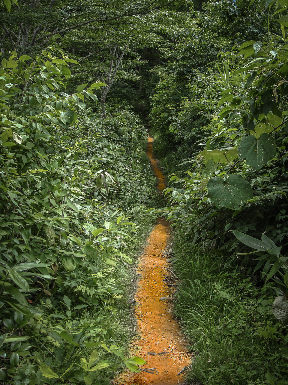 HIGH ANGLE VIEW OF TRAIL AMIDST TREES