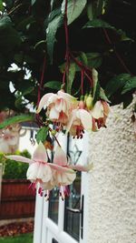 Close-up of white flowers blooming on tree