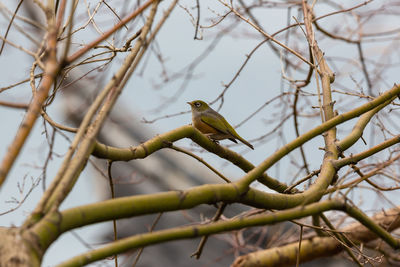 Low angle view of bird perching on branch