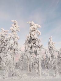 Trees on snow covered land against sky