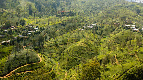 High angle view of trees on mountain