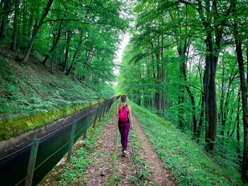Rear view of woman walking in forest