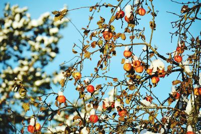 Low angle view of fruits on tree against sky