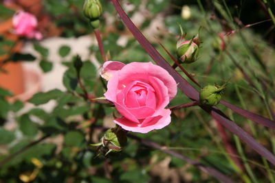 Close-up of pink rose blooming outdoors