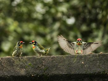 Close-up of birds perching on the wall