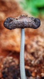 Close-up of mushroom growing on land