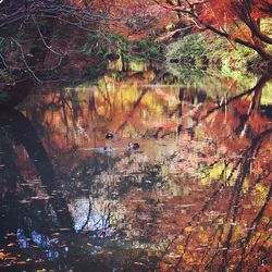 Reflection of trees in lake