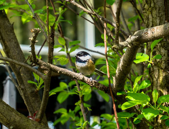 Bird perching on tree