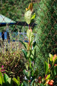 Close-up of plants