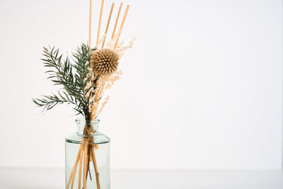 Close-up of plant against white background