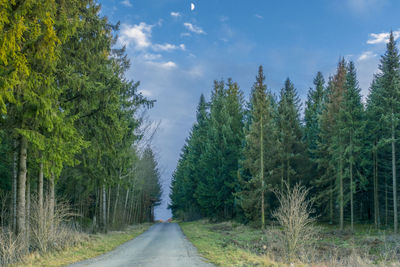 Road amidst trees in forest against sky