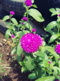 Close-up of pink flower