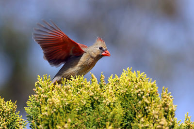 Cardinal flying by plant